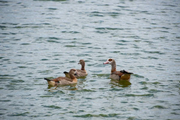 Família Ganso Egípcio Alopochen Aegyptiaca Nilgans Nadando Lago — Fotografia de Stock