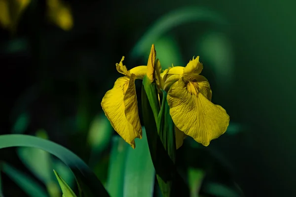 Bonito Brotamento Floração Amarelo Daylily Jardim — Fotografia de Stock