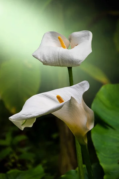 Calla Lilie Krásné Bílé Lilie Calla Kvetoucí Zahradě Rumová Lilie — Stock fotografie