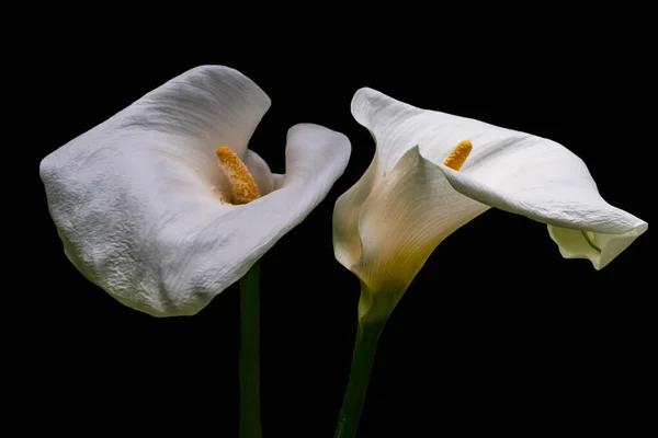 Flores Blancas Calla Lilly Aisladas Sobre Fondo Negro Copiar Espacio — Foto de Stock