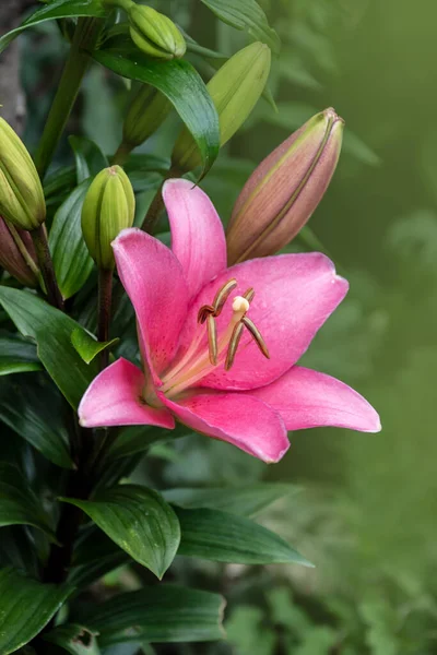 Rosa Lilienblüte Schöne Lilienblüte Garten Lilium Hybriden Blühen — Stockfoto