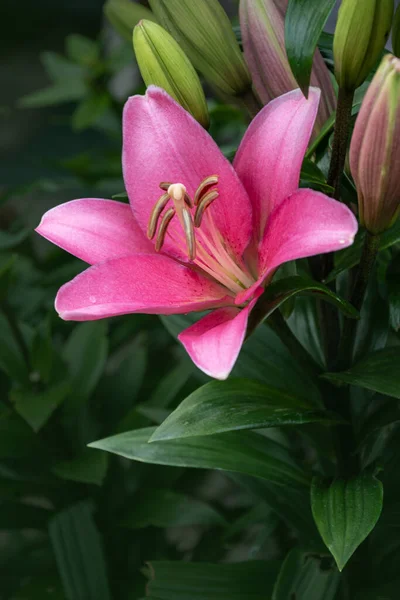 Розовый Цветок Лилии Прекрасный Цветок Лилии Саду Цветок Гибрид Лилии — стоковое фото