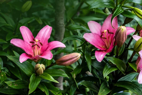 Pink lily flower. Beautiful lily flower in the garden. Lily Lilium hybrids flower.