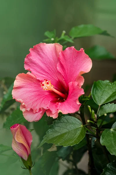 Close up of pink hibiscus flower, Hibiscus rosa-sinensis also known as Chinese hibiscus. Floral background.