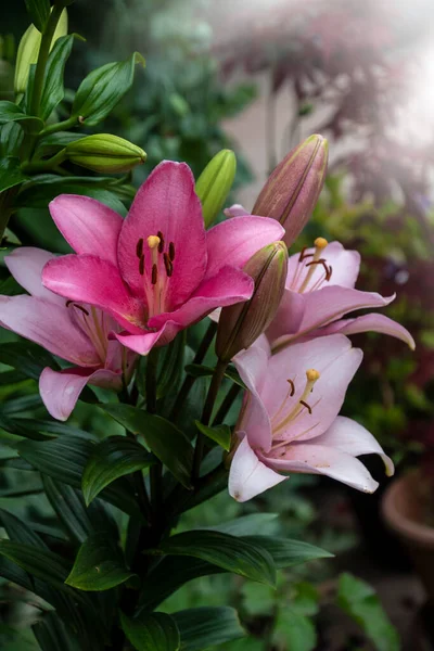 Pink lily flower. Beautiful lily flower in the garden. Lily Lilium hybrids flower.