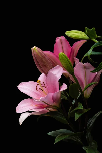 Pembe zambak çiçeği. Bahçedeki güzel zambak çiçeği. Lily Lilium Melez Çiçeği.