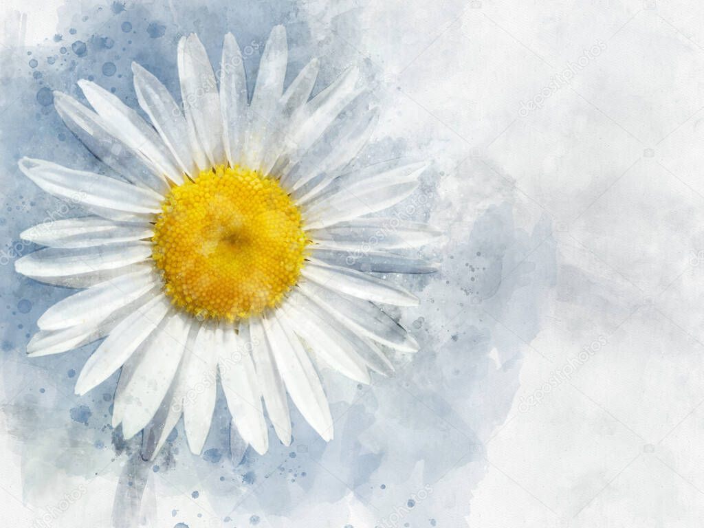 White daisy floral botanical flower. Watercolor background illustration set. Isolated daisy illustration element.