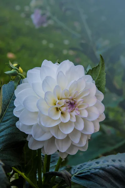 Dália Branca Florescente Jardim Dahlia Género Botânico Pertencente Família Asteraceae — Fotografia de Stock