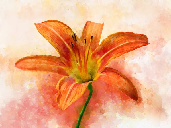 Akwarelowy Obraz Żywej Pomarańczowej Lilii Ilustracja Botaniczna — Zdjęcie stockowe