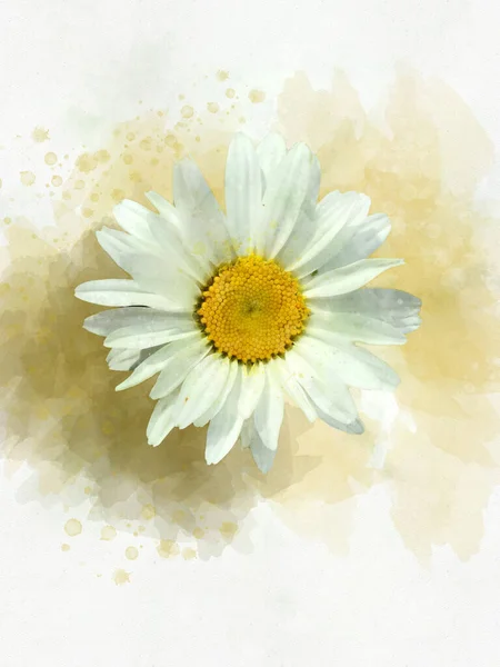 Watercolor painting of a wild daisy flower. Floral illustration