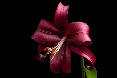 Güzel kırmızı zambak çiçeği, siyah arka planda izole edilmiş. Lily Lilium Melez Çiçeği.
