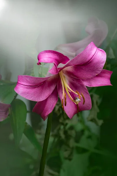 Schöne Rosa Lilienblüte Sommergarten Lilium Hybriden Blühen — Stockfoto