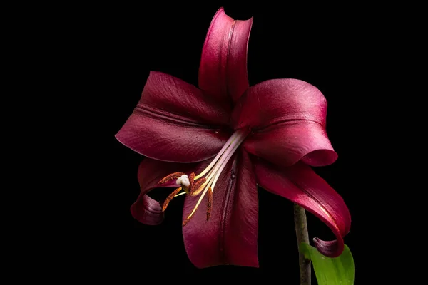 Schöne Rote Lilienblüte Isoliert Auf Schwarzem Hintergrund Lilium Hybriden Blühen — Stockfoto