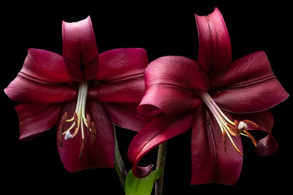 Beautiful red lily flowers, isolated on black background. Lily Lilium hybrids flowers.