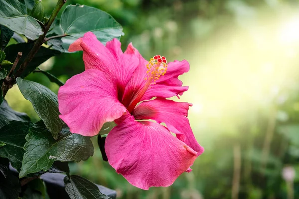 Close up of pink hibiscus flower, Hibiscus rosa-sinensis also known as Chinese hibiscus. Floral background.