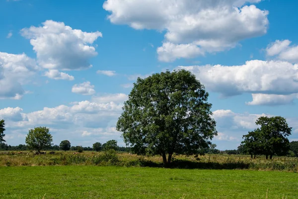 Holländische Sommerlandschaft Mit Baum Grünem Gras Und Wolkenlosem Blauen Himmel — Stockfoto