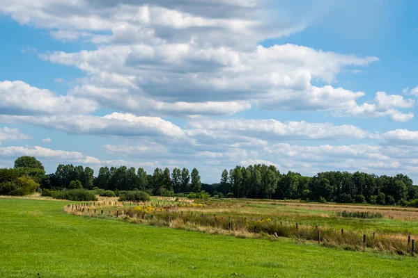 Holländische Sommerlandschaft Mit Bäumen Grünem Gras Und Wolkenlosem Blauen Himmel — Stockfoto