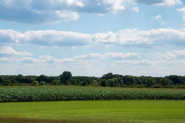 Jordbrukslandskap Med Grönsaksodlingar Nederländerna Odla Ekologiska Grönsaker Ute Fältet — Stockfoto