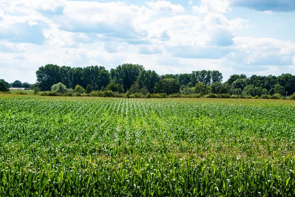 Jordbrukslandskap Med Grönsaksodlingar Nederländerna Odla Ekologiska Grönsaker Ute Fältet — Stockfoto