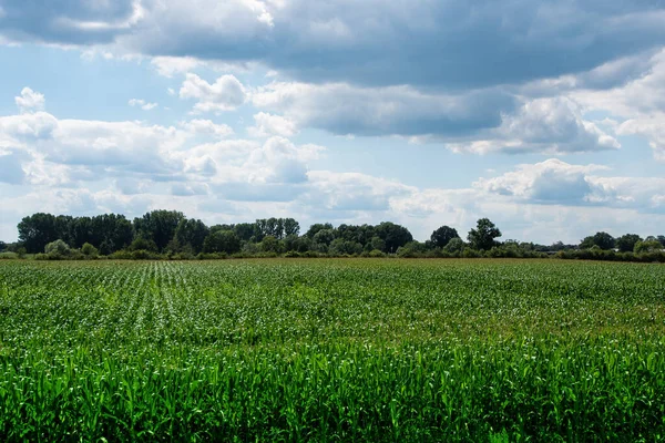 Jordbrukslandskap Med Grönsaksodlingar Nederländerna Odla Ekologiska Grönsaker Ute Fältet — Stockfoto