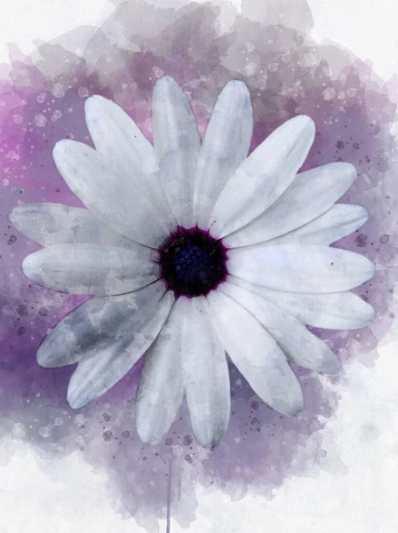 Malarstwo Akwarelowe Kwiatu Białego Kosmosu Przestrzeni Łacińskiej Bipinnatus Ilustracja Kwiatowa — Zdjęcie stockowe