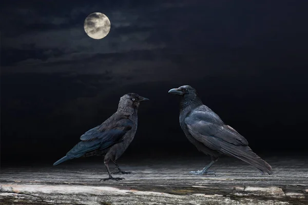 Two Black Raven Birds Perched Wooden Panel Moonshine — Stock Photo, Image
