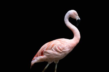 Amerikan flamingosu (Phoenicopterus ruber), siyah arka planda izole edilmiştir. Büyük flamingo türleri Karayip flamingosu olarak da bilinir.