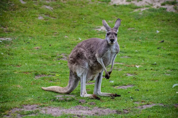 Portrait Western Grey Kangaroo Macropus Fuliginosus — Stock Photo, Image