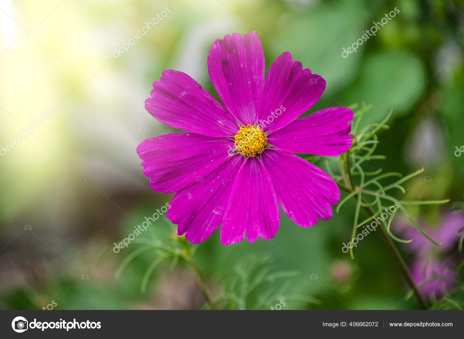 夏日花粉红色的宇宙花拉丁文宇宙花bipinnatus 图库照片 C Brita Seifert Googlemail Com 夏日花粉红色的宇宙花拉丁文宇宙花bipinnatus 图库照片 C Brita Seifert Googlemail Com