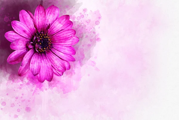 Malarstwo Akwarelowe Różowego Kwiatu Kosmosu Łacińskim Kosmosie Bipinnatus Ilustracja Kwiatowa — Zdjęcie stockowe