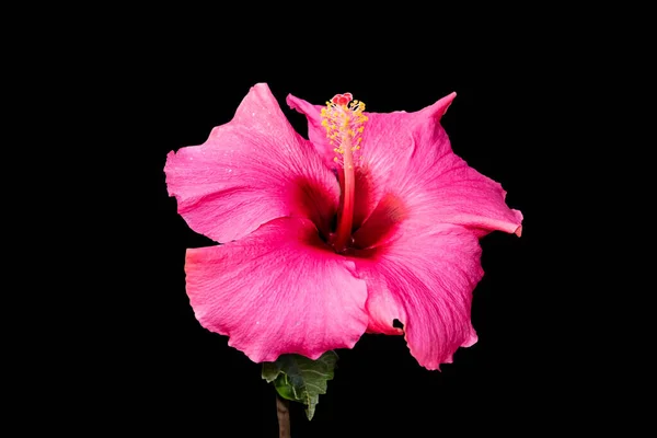 Close up of pink hibiscus flower, Hibiscus rosa-sinensis also known as Chinese hibiscus. Isolated on black background.