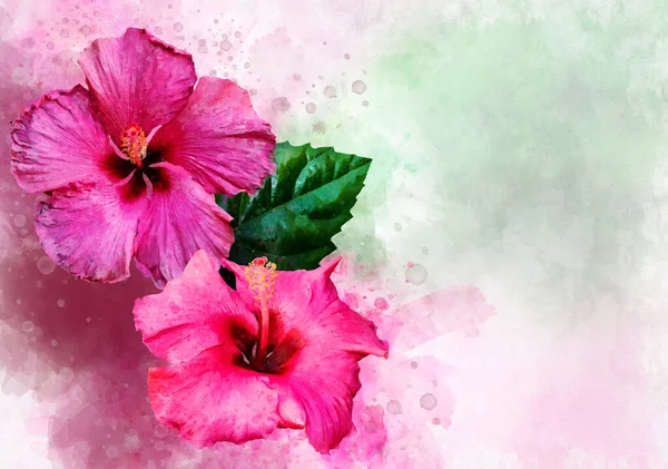 Watercolor illustration of pink hibiscus, tropical flower. Hand drawn big pink flower isolater on white background.