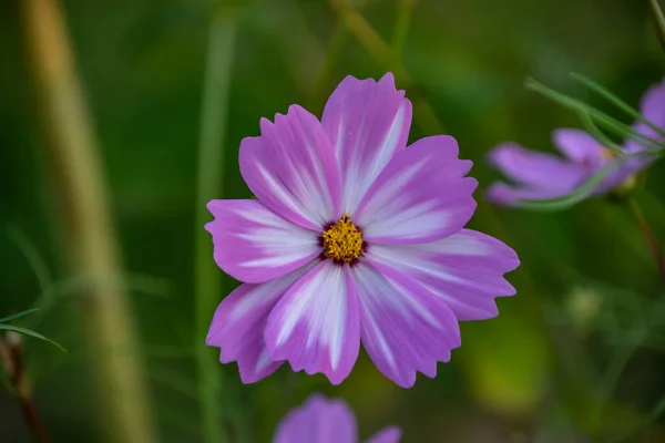 Flores Verano Flores Cosmos Rosadas Latín Cosmos Bipinnatus — Foto de Stock