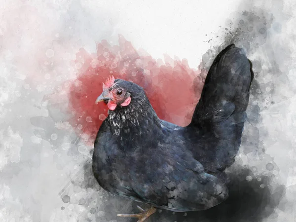 Akvarell Illustration Japansk Bantam Eller Chabo Kyckling — Stockfoto