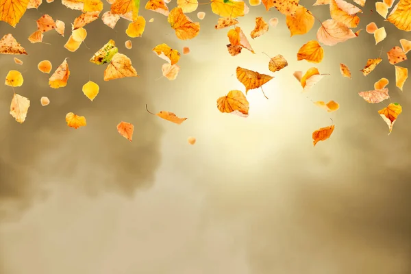 秋の陽射しと紅葉 — ストック写真