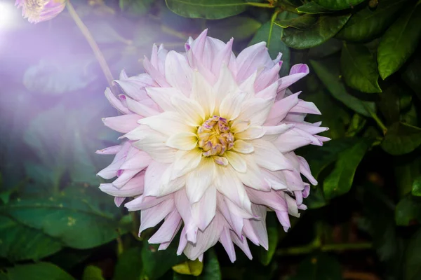 Floração Rosa Branco Dahlia Jardim Dahlia Género Botânico Pertencente Família — Fotografia de Stock