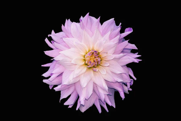 花粉红的大丽花在黑色的背景上被分离出来 大丽花是原产于墨西哥的一种多年生多年生多年生植物 — 图库照片