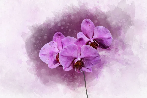 Pianta Tropicale Del Orchid Rosa Con Fiori Blu Foglie Verdi — Foto Stock
