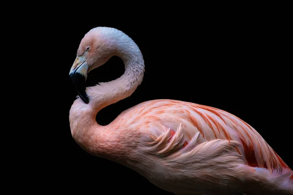 Flamenco Americano Phoenicopterus Ruber Aislado Sobre Fondo Negro Grandes Especies — Foto de Stock