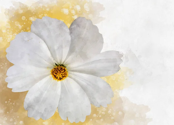 Malarstwo Akwarelowe Kwiatu Białego Kosmosu Języku Łacińskim Kosmos Bipinnatus Głowa — Zdjęcie stockowe