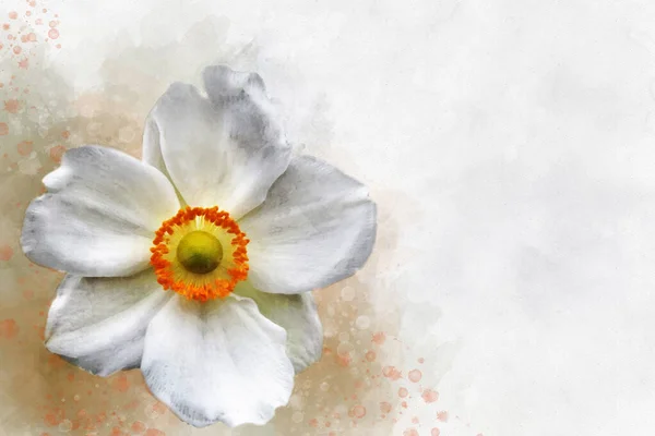 Pintura Acuarela Una Flor Anémona Hupehensis Conocida Como Anémona China — Foto de Stock