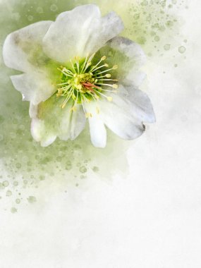 Noel gülü Carol 'un suluboya resmi - Latince adı Helleborus Niger. Botanik illüstrasyon.