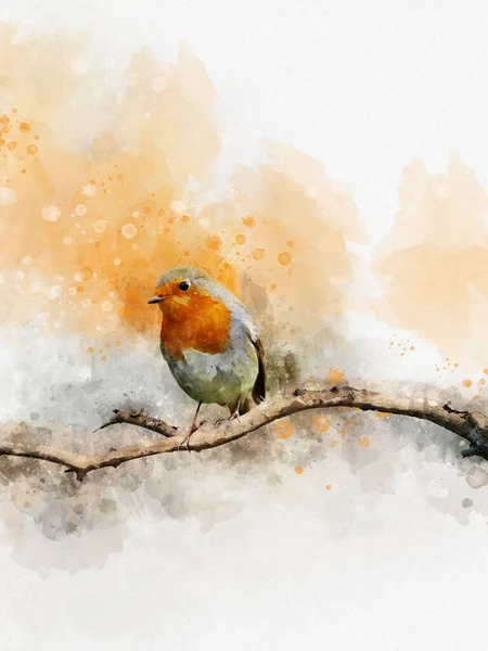 Acuarela Robin Redbreast Pájaro Pintado Mano Aislado Sobre Fondo Blanco —  Fotos de Stock