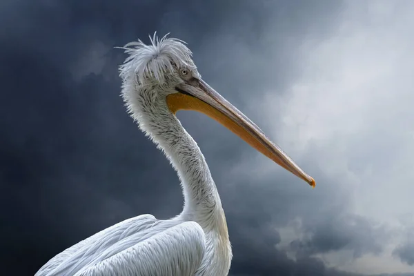 White Pelican Pelecanus Onocrotalus Also Known Eastern White Pelican — Stock Photo, Image