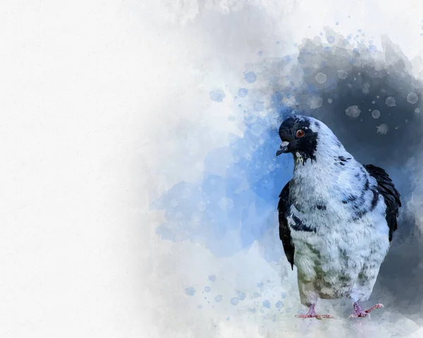 Porträtt Duvfågel Akvarellmålning Fågelillustration — Stockfoto