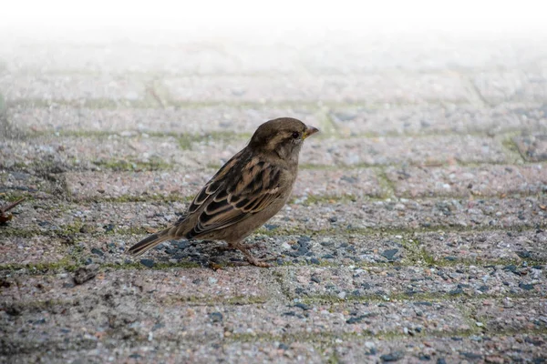 Haussperling Auf Der Straße Spatzen Sind Die Städtische Umgebung Gewöhnt — Stockfoto