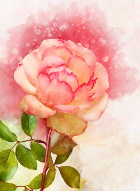 Canlı pembe bir gül çiçeğinin suluboya çizimi. Botanik sanatı. Tebrik kartı ya da düğün davetiyesi için dekoratif unsur
