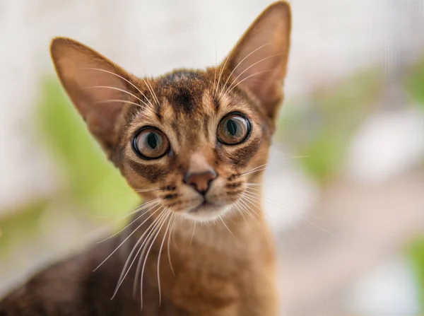 Closeup view of Abyssinian cat or kitten sitting on the window — Stock Photo, Image