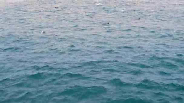 Grupo de delfines en mar abierto. Vista desde el barco — Vídeo de stock