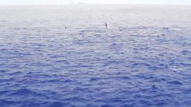 Grupo de golfinhos em mar aberto. Vista de barco — Vídeo de Stock